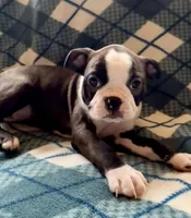 Luna, a female Boston Terrier for sale in Glencoe, CA – 1 of 7