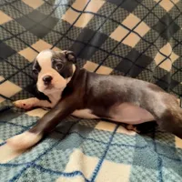 Luna, a female Boston Terrier for sale in Glencoe, CA – 6 of 7