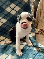 Lilly, a female Boston Terrier for sale in Glencoe, CA – 2 of 8