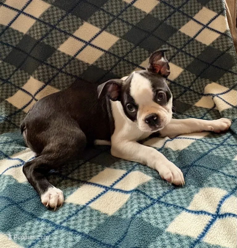Lilly – Boston Terrier puppy for sale in Glencoe, CA