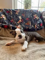 Hermione, a female Boston Terrier for sale in Glencoe, CA – 5 of 9