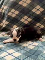 Lilly, a female Boston Terrier for sale in Glencoe, CA – 6 of 8