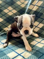 Hermione, a female Boston Terrier for sale in Glencoe, CA – 3 of 9