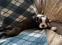 Luna, a female Boston Terrier for sale in Glencoe, CA – 3 of 7