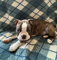 Tater, a male Boston Terrier for sale in Glencoe, CA – 1 of 8