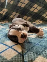Luna, a female Boston Terrier for sale in Glencoe, CA – 4 of 7