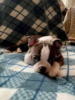 Tater, a male Boston Terrier for sale in Glencoe, CA – 7 of 8