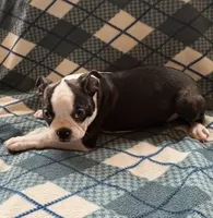 Lilly, a female Boston Terrier for sale in Glencoe, CA – 5 of 8