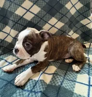 Tater, a male Boston Terrier for sale in Glencoe, CA – 2 of 8
