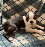 Lilly, a female Boston Terrier for sale in Glencoe, CA – 3 of 8