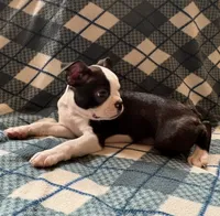 Lilly, a female Boston Terrier for sale in Glencoe, CA – 7 of 8