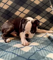 Hermione, a female Boston Terrier for sale in Glencoe, CA – 2 of 9