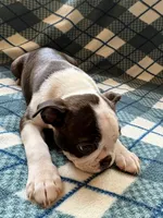 Hermione, a female Boston Terrier for sale in Glencoe, CA – 8 of 9