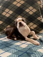Hermione, a female Boston Terrier for sale in Glencoe, CA – 6 of 9
