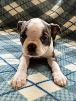 Hermione, a female Boston Terrier for sale in Glencoe, CA – 7 of 9