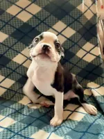 Lilly, a female Boston Terrier for sale in Glencoe, CA – 4 of 8