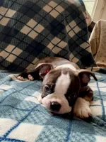 Tater, a male Boston Terrier for sale in Glencoe, CA – 4 of 8