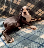 Luna, a female Boston Terrier for sale in Glencoe, CA – 5 of 7