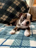 Tater, a male Boston Terrier for sale in Glencoe, CA – 6 of 8
