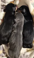 Lilly, a female Miniature Dachshund for sale in Republic, MO – 6 of 6