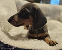 Lilly, a female Miniature Dachshund for sale in Republic, MO – 1 of 6