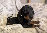 Luna, a female Miniature Dachshund for sale in Republic, MO – 2 of 4