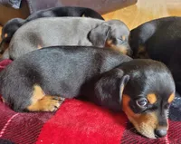 Lilly, a female Miniature Dachshund for sale in Republic, MO – 5 of 6
