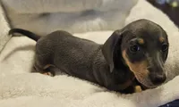 Lilly, a female Miniature Dachshund for sale in Republic, MO – 3 of 6