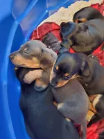 Lilly, a female Miniature Dachshund for sale in Republic, MO – 4 of 6