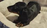 Luna, a female Miniature Dachshund for sale in Republic, MO – 3 of 4