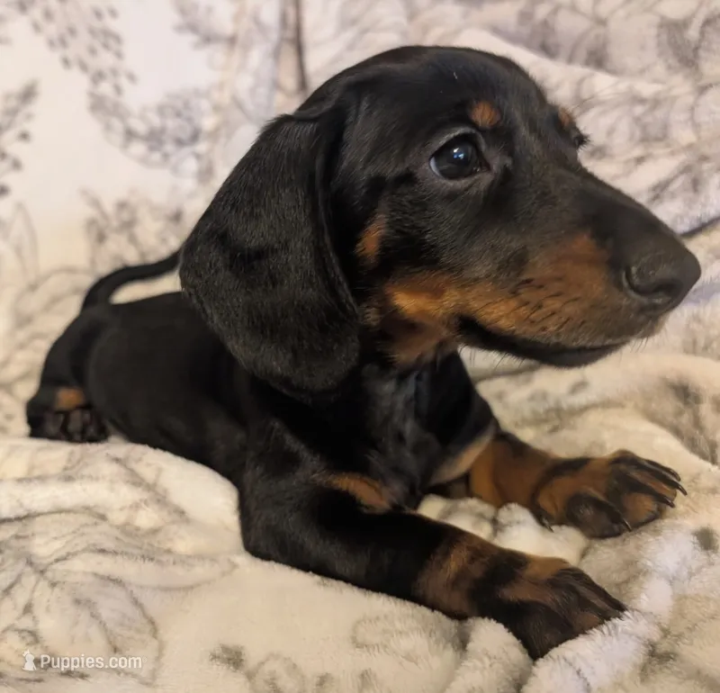 Luna – Miniature Dachshund puppy for sale in Republic, MO