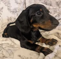 Luna, a female Miniature Dachshund for sale in Republic, MO – 1 of 4