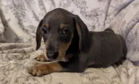 Lilly, a female Miniature Dachshund for sale in Republic, MO – 2 of 6