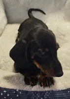 Luna, a female Miniature Dachshund for sale in Republic, MO – 4 of 4