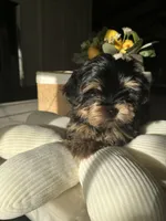 Hermosito, a male Shih Tzu and Yorkshire Terrier for sale in Dunnellon, FL – 3 of 7