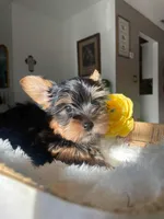 Chiquito, a male Yorkshire Terrier for sale in Dunnellon, FL – 1 of 4