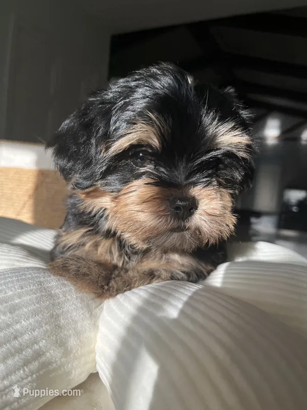 Hermosito – Shih Tzu, Yorkshire Terrier puppy for sale in Dunnellon, FL