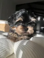 Hermosito, a male Shih Tzu and Yorkshire Terrier for sale in Dunnellon, FL – 1 of 7