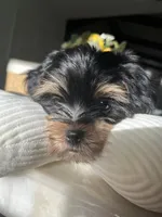 Hermosito, a male Shih Tzu and Yorkshire Terrier for sale in Dunnellon, FL – 2 of 7
