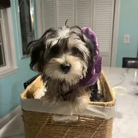 Blanquita, a female Shih Tzu and Yorkshire Terrier for sale in Dunnellon, FL – Photo 2 of 8