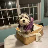 Blanquita, a female Shih Tzu and Yorkshire Terrier for sale in Dunnellon, FL – Photo 7 of 8