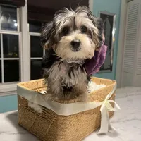 Blanquita, a female Shih Tzu and Yorkshire Terrier for sale in Dunnellon, FL – Photo 8 of 8