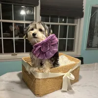 Blanquita, a female Shih Tzu and Yorkshire Terrier for sale in Dunnellon, FL – Photo 5 of 8