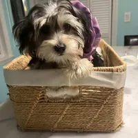 Blanquita, a female Shih Tzu and Yorkshire Terrier for sale in Dunnellon, FL – Photo 3 of 8