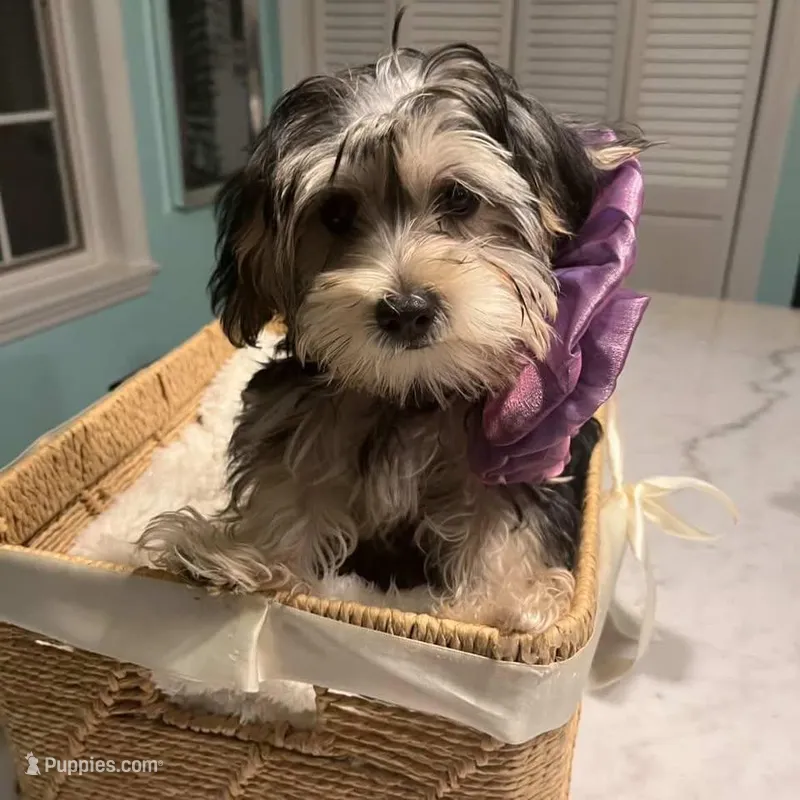 Blanquita – Shih Tzu, Yorkshire Terrier puppy for sale in Dunnellon, FL