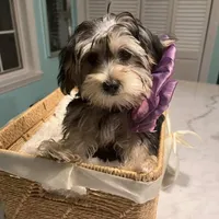 Blanquita, a female Shih Tzu and Yorkshire Terrier for sale in Dunnellon, FL – Photo 1 of 8