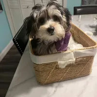 Blanquita, a female Shih Tzu and Yorkshire Terrier for sale in Dunnellon, FL – Photo 6 of 8