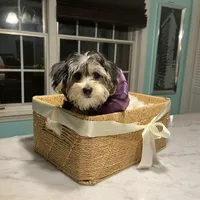 Blanquita, a female Shih Tzu and Yorkshire Terrier for sale in Dunnellon, FL – Photo 4 of 8