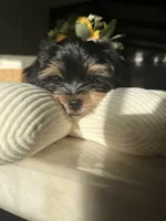 Hermosito, a male Shih Tzu and Yorkshire Terrier for sale in Dunnellon, FL – 4 of 7