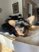 Chiquito, a male Yorkshire Terrier for sale in Dunnellon, FL – 2 of 4